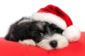 mascotas-navideñas-animales-con-gorrito-de-santa-claus-perrito-en-navidad